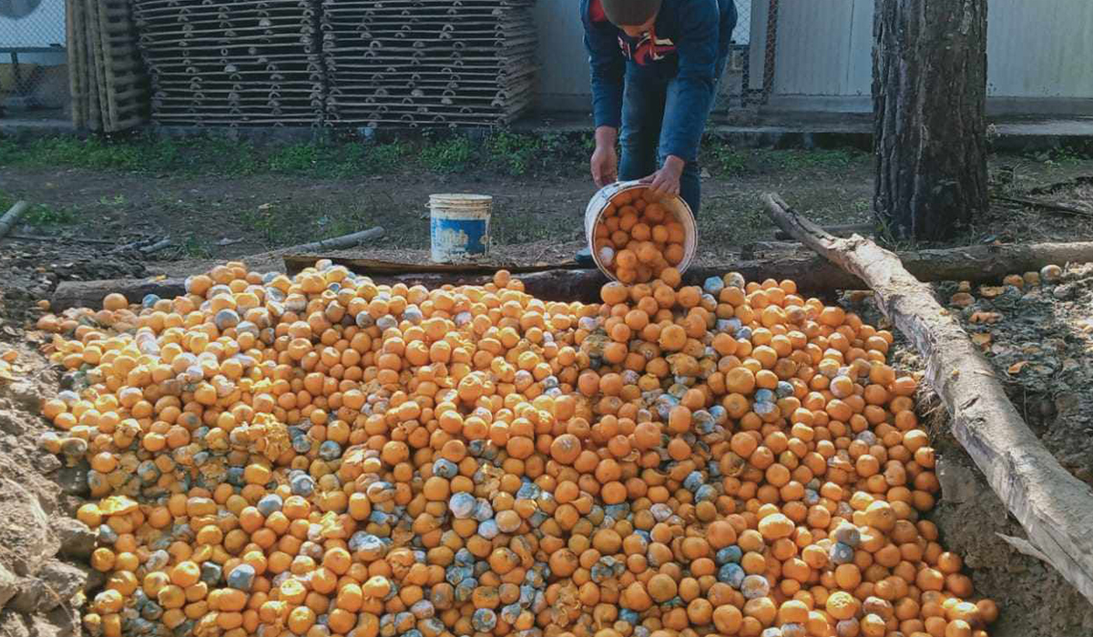 भण्डारणमै त्रुटि हुँदा सुन्तला कुहिएः वैज्ञानिक